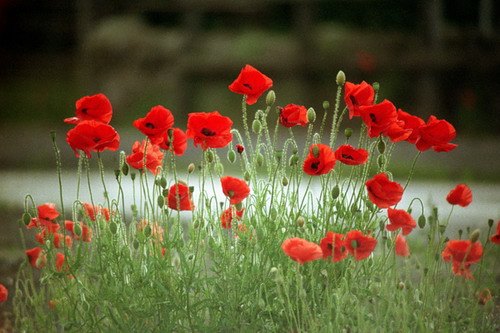 coquelicot[1]