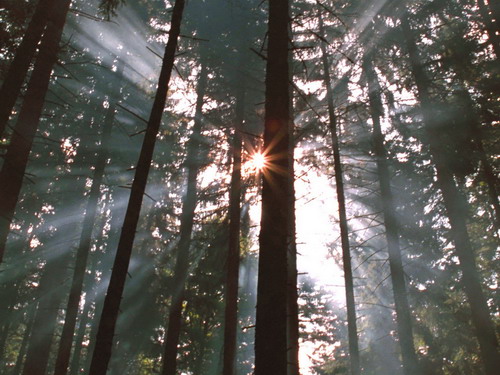 Edenpics-com_001-059-Rayons-du-soleil-filtres-par-les-branches-de-sapins-et-rendues-visibles-pas-une[1]