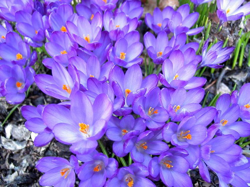 800px-Crocus_Bonte_Krokus[1]